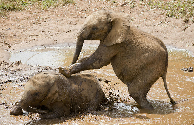 Elephant Orphanage in Lusaka, Zambia