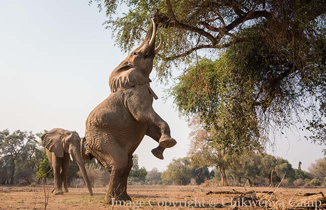 Elephant in Lower Zambezi National Park.