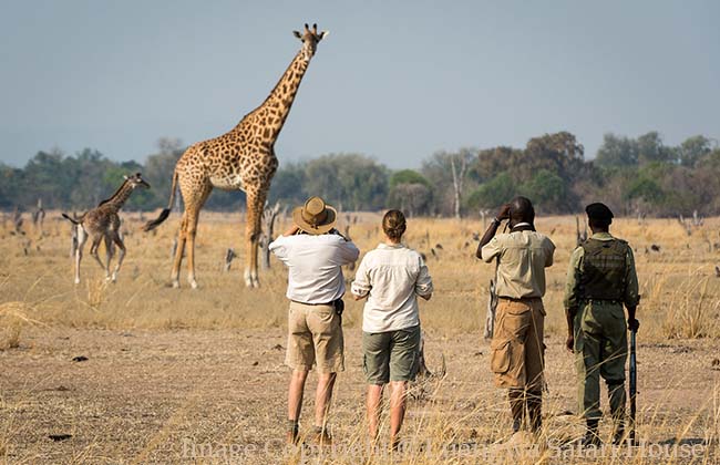 Walking Safari in Zambia