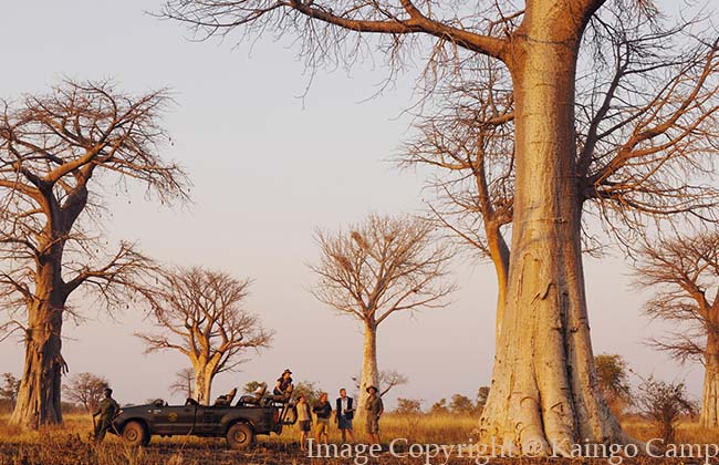 Game Drives in South Luangwa National Park
