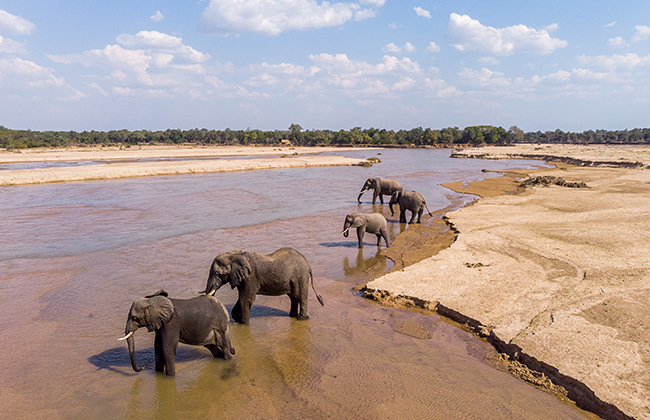 Elephants in North Luangwa National Park