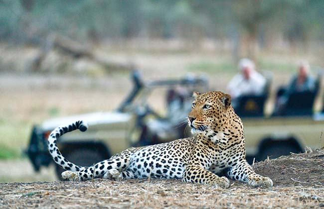 Leopard in Lower Zambezi National Park