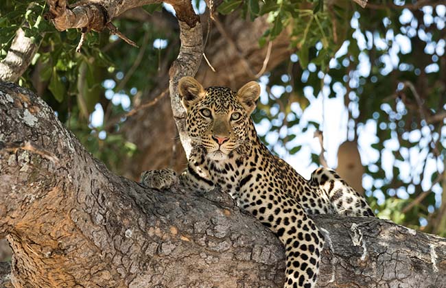 Leopard in a Sausage Tree