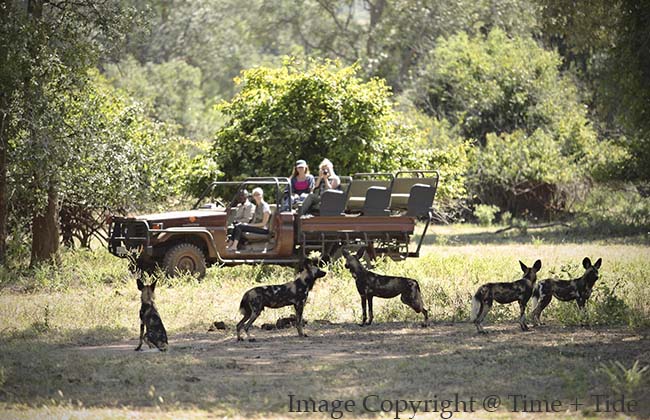 Wild Dogs in South Luangwa