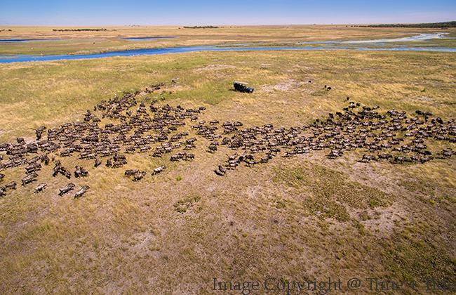 Wildebeest Migration in Liuwa Plains