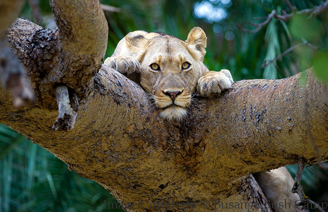 Lioness in a Tree
