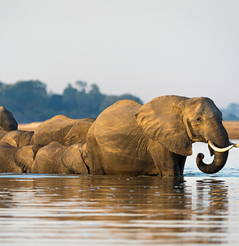 Elephants in the River