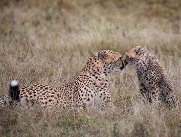Cheetah Cub and Mum