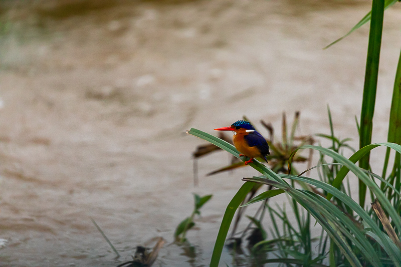 Malachite Kingfisher | Birdlife in Nairobi National Park