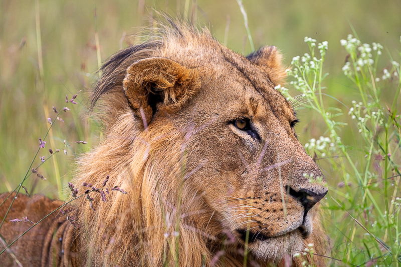 Lions in Nairobi National Park