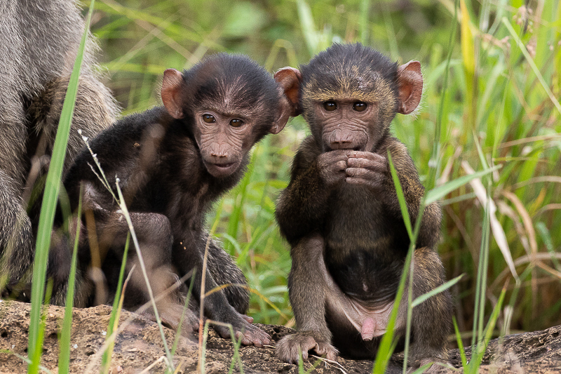Cheeky Baboons in Nairobi National Park