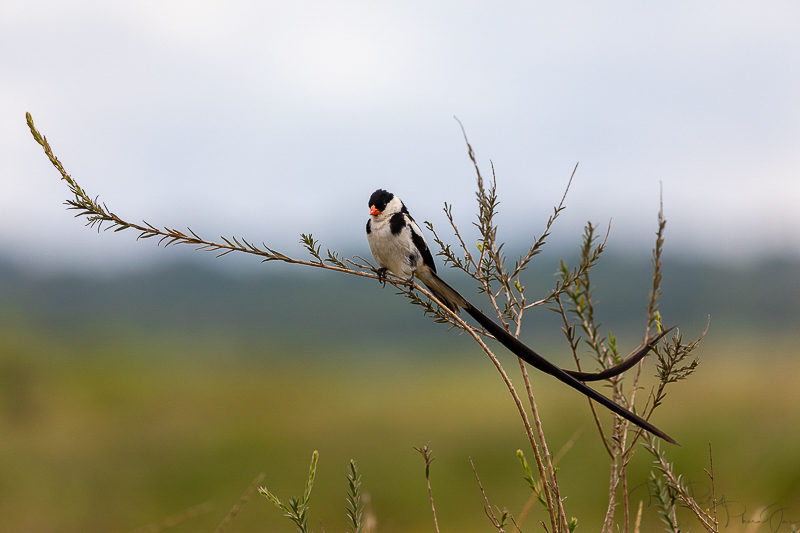 Pin tailed Wydah | Birdlife in Nairobi National Park