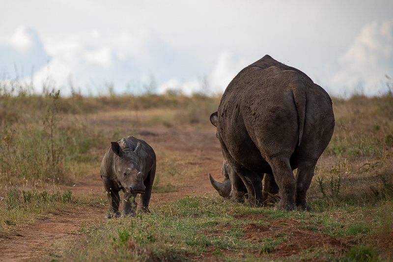 Rhino and Calf in Nairobi National Park