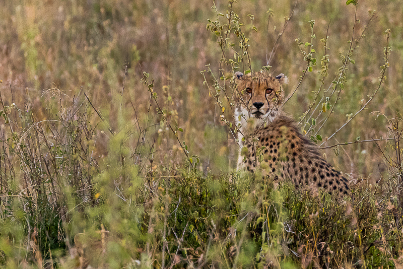 Cheetah Sighting in Nairobi National Park