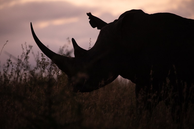 Rhino at Sunrise