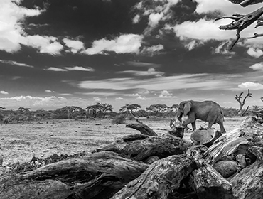 Elephant from Ol Donyo Hide