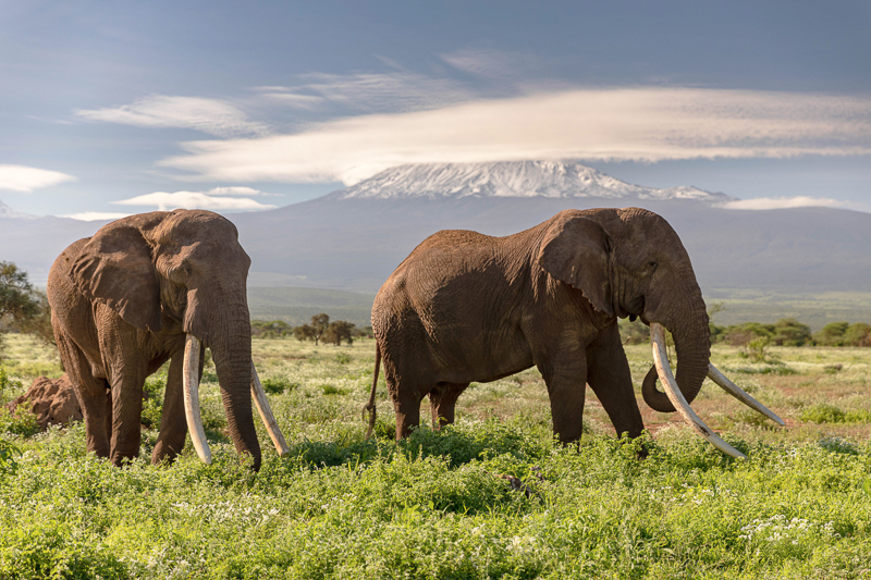 Icons - Kilimanjaro & Tuskers