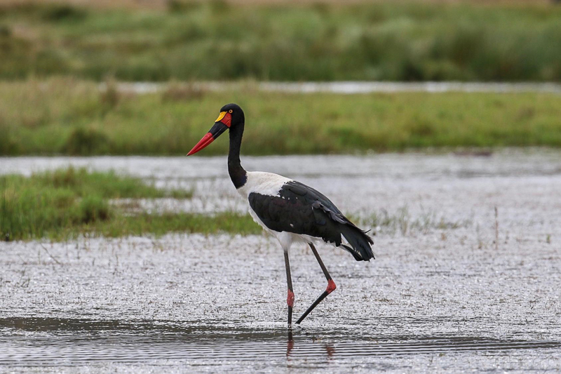 Birdlife on Mugie Conservancy