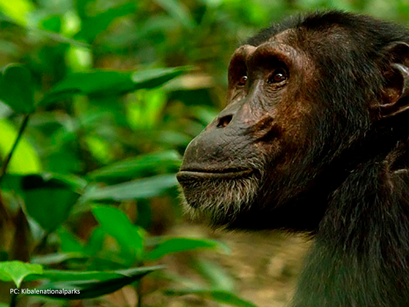 Chimpanzee Trekking