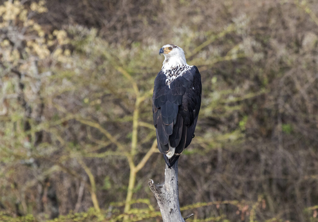 Fish Eagle