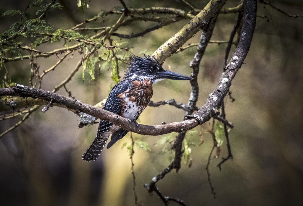 Giant Kingfisher