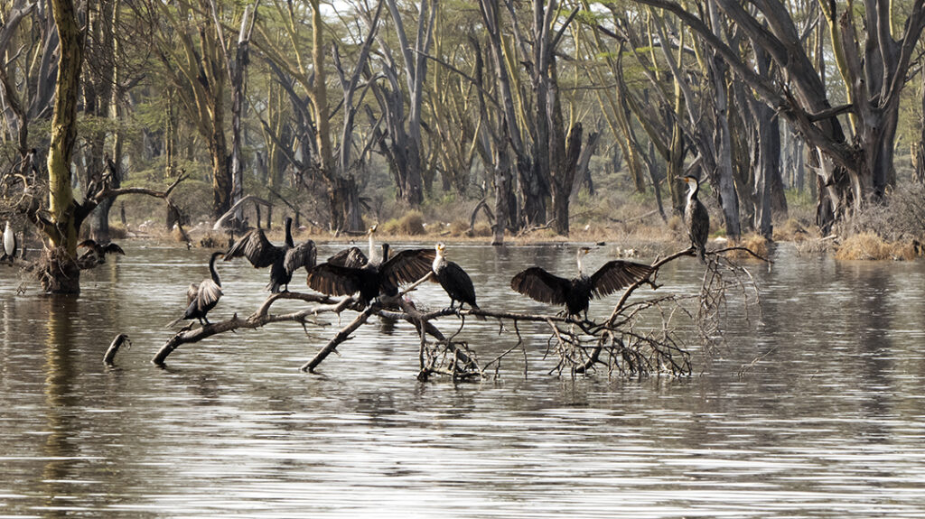 Comorants in Lake Nakuru