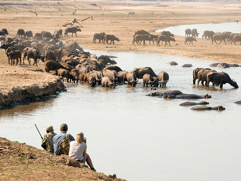 Zambia walking safari