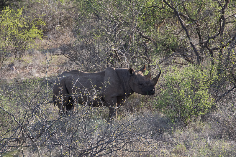 Black Rhino Tracking at Sera Conservancy