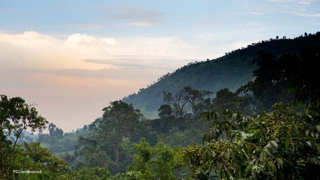 Bwindi Forest