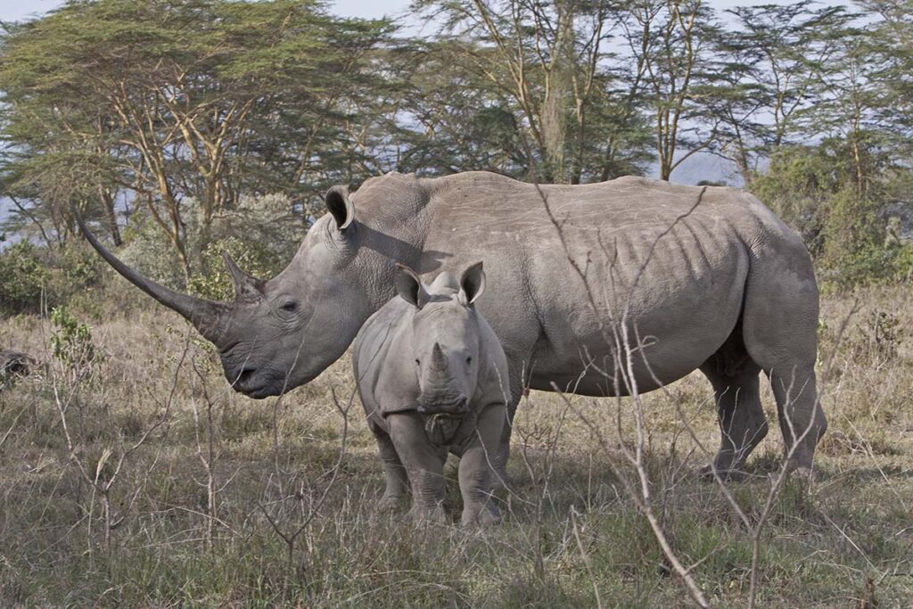 Mum & Baby Rhino