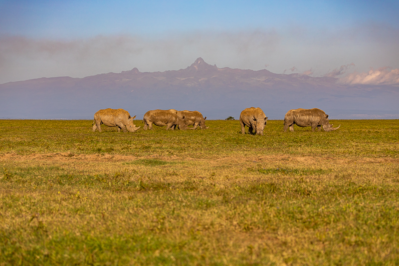 Icons! Mt Kenya and Rhinos.