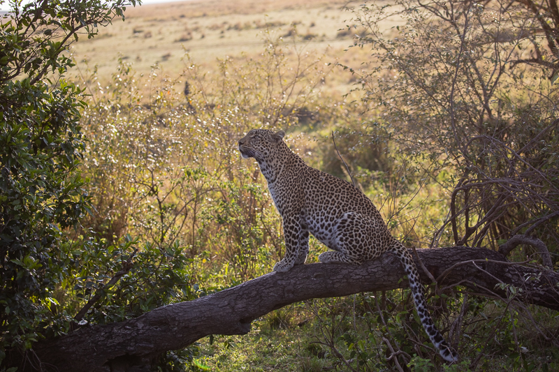 Fig the Famous Leopard