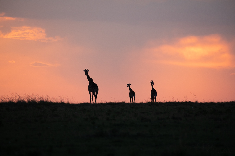 Giraffes at Sunset