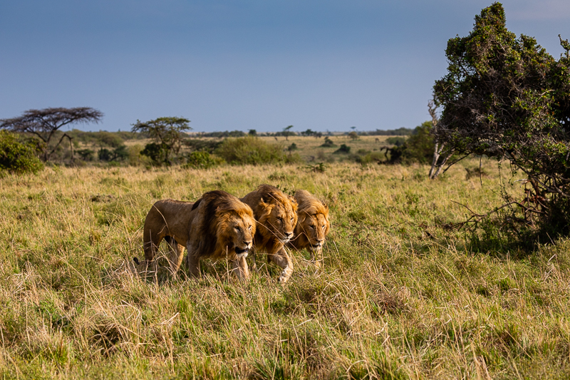 Lion Brothers