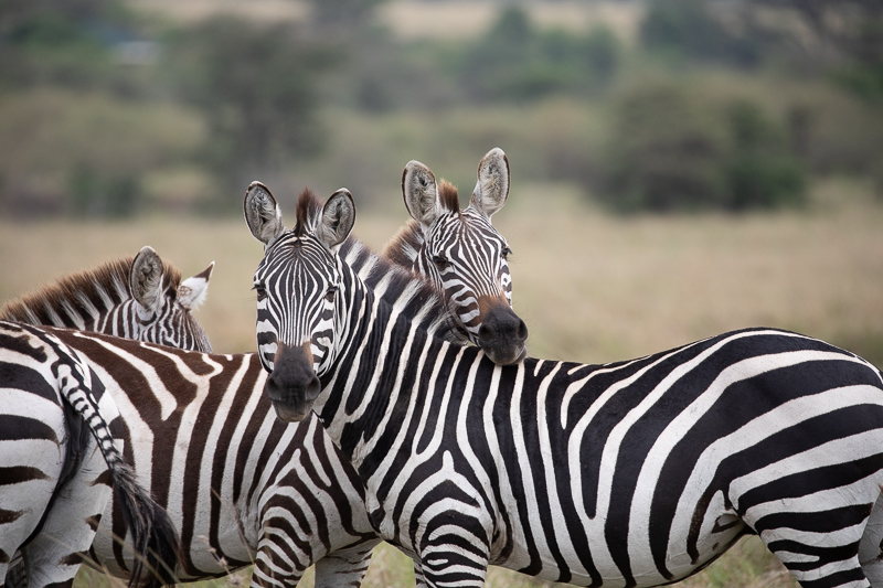 Zebra Hugs