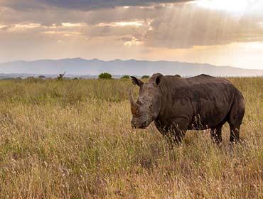 Rhino in Nairobi National Parl