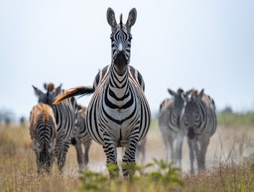 Zebras