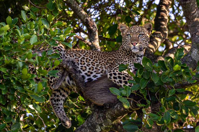 Leopard in Serengeti