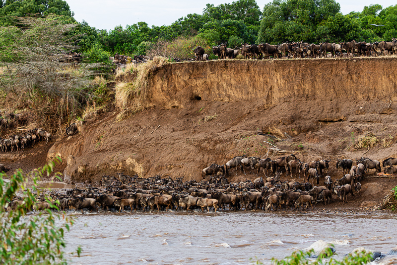 Wildebeest Migration Crossing