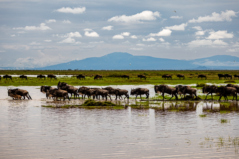 Wildebeest in Southern Serengeti