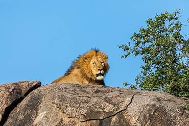 Lion on Kopje in Serengeti