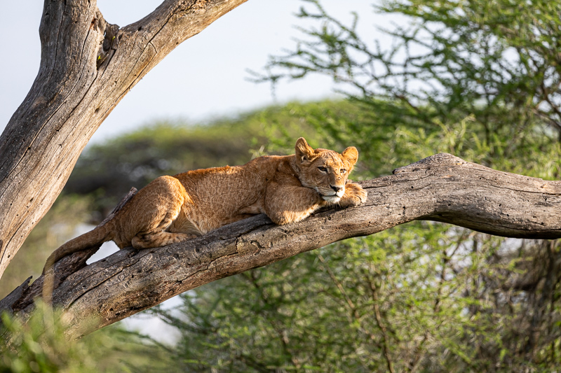 Lion Cub in Serengeti